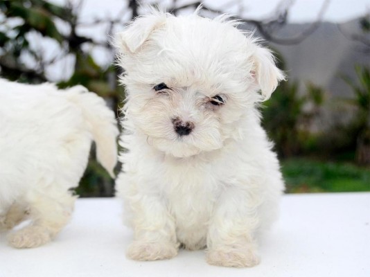 Hermosos Cachorros Bichon Maltes Toy Ideal Para Departamento