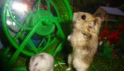 hamster rusos enanos en san miguel