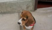 Beagle Cachorro Macho