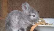 Conejo conejitos conejos de mascota..