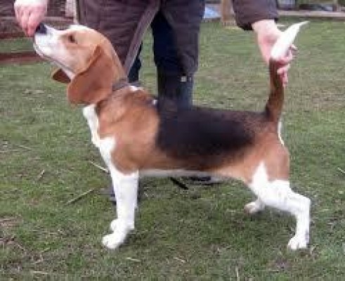 beagle tricolor de 11 meses puro precio ocasion