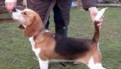 beagle tricolor de 11 meses puro precio ocasion