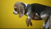 Hermosos Cachorros Beagle Toy Tricolor Y Bicolor Dorado Cambio Samsung Xperia Htc iPhone S