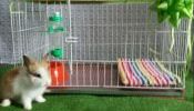 Promoción accesorios para tu conejo kit completo jaula comedero bebedero transportador almohadilla peine